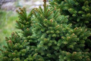 Lush green spruce conifers with new growth tips photo