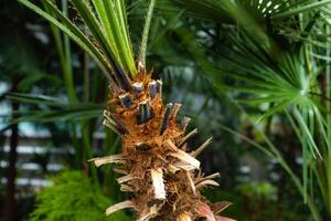 Closeup of a tropical palm tree trunk photo
