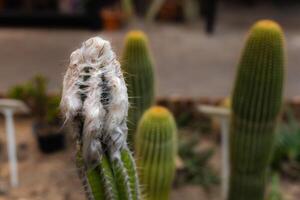 Closeup of a cactus with fluffy appearance photo