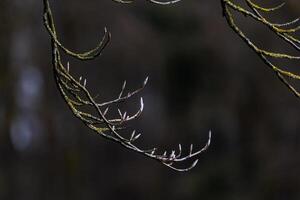 Tree Branch Bursting with Buds on the Brink of Bloom photo