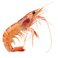 Delicious Cooked Shrimp High-Resolution Seafood Image for Menu, Website, and Cookbook png