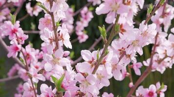 Peach tree blossoms in full bloom, delicate pink flowers on branches and bee collecting nectar. Springtime dreamy and romantic scene. video