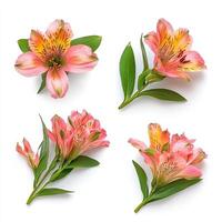 four different types of lilies on a white background photo