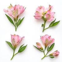 four different types of pink flowers on a white background photo