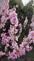 Springtime peach blossoms in full bloom, delicate pink flowers on branches creating a dreamy and romantic natural scene. video