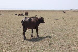 Domestic water buffalo walking in the field photo