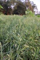 Green crop field at countryside photo