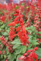 Red flower in the garden photo