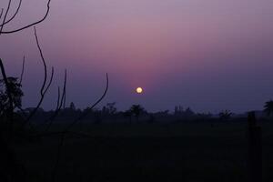 Alone tree on meadow at sunset with sun and mist photo