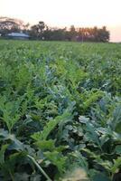 A green crop field at countryside time of sunset photo