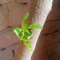 Fresh Green Leaves Growing on Tree Trunk in Sunlight Nature Growth and Renewal. photo