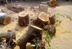 Deforestation Aftermath with Cut Tree Stumps and Scattered Branches photo