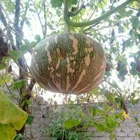 Hanging Pumpkin on Vine in a Garden Setting photo