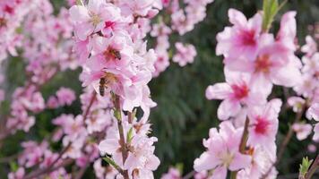 Peach tree blossoms in full bloom, delicate pink flowers on branches and bee collecting nectar. Springtime dreamy and romantic scene. video