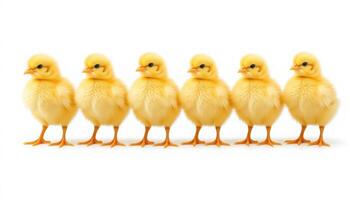 Group of Cute Yellow Chicks Standing in a Row on a White Background photo