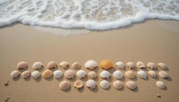 Array of Shells on Sandy Beach with Gentle Waves in Background photo