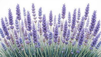 Beautiful Lavender Flowers in Full Bloom Against White Background photo