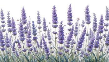 Lush Fields of Lavender Blooms with Soft Focus Background photo