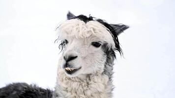 Close-up of llama in snow video