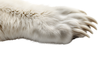 Closeup of a large white animal paw with claws png