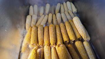 Fresh corn being boiled in a large pot at a summer gathering video