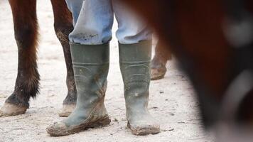 Close-up view of horses walking in an equestrian arena during practice video