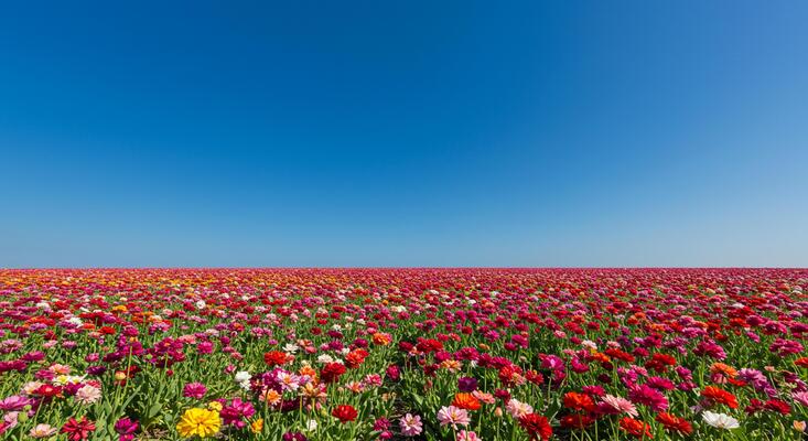 Flower Fields Stock Photos, Images and Backgrounds for Free Flower Fields Stock Photos, Images and Backgrounds for Free