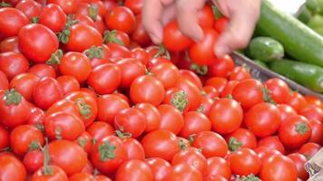 Fresh tomatoes being picked at a local market in vibrant colors video
