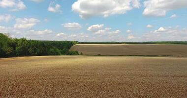 Combine harvester cutting ripe wheat crop from aerial view 2 video