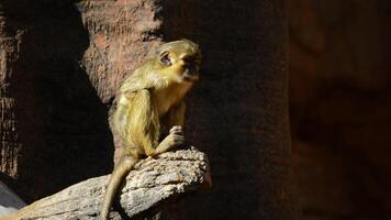Gabon talapoin or northern talapoin monkey in a rock - Miopithecus ogouensis video