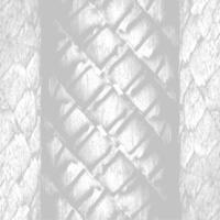 A white background with a pattern of a snake vector