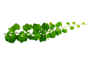 Vines vine frame leaf vine circle Isolate on transparent background file png