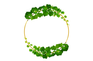 vine frame leaf vine Circle Frame circle Isolate on transparent background file png