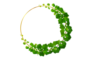 vine frame leaf vine circle Isolate on transparent Circle Frame background file png