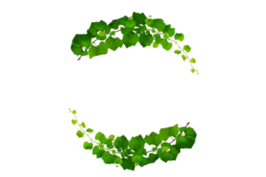 Half Circle Framevine frame leaf vine circle Isolate on transparent background file png