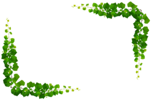 vine frame leaf vine circle Isolate Square Frame on transparent background file png