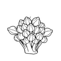 Line Drawing Of A Cluster Of Closed Lotus Buds vector