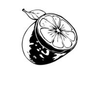 Halved Lemon with Leaf A Black And White Sketch vector