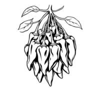 Cluster Of Ripe Poblano Peppers Hanging On Vine vector
