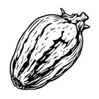 Detailed Line Drawing Of A Single Ripe Calabash vector