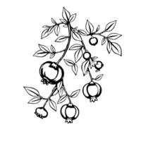 Elegant Black And White Illustration Of Cranberries On A Branch vector
