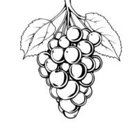 A Cluster Of Grapes With Leaves Line Art Illustration vector
