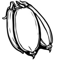Line Art Drawing Of A Pair Of Okra Pods vector