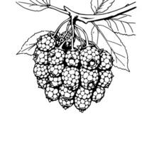 Cluster Of Blackberries Hanging From Branch Illustration vector