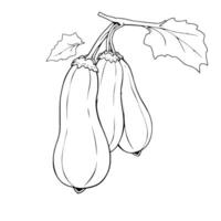 Three Butternut Squash Hanging From Vine Line Art vector