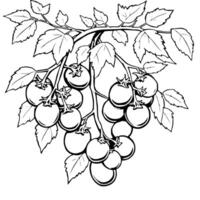 Green Tomatoes on the Vine A Detailed Illustration vector