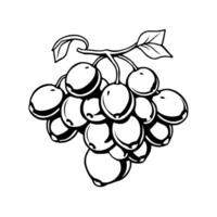 Black And White Illustration Of A Bunch Of Grapes vector