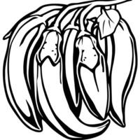 A Cluster Of Gray-Green Chili Peppers On The Vine vector