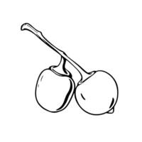Line Art Drawing Of Two Cherries On A Stem vector