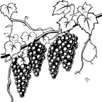 Lush Grapevines with Ripe Dark Grapes Hanging vector